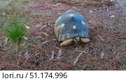 A beautiful turtle Astrochelys radiata, endemic to Madagascar. A shell with a star pattern. Paws, head, eyes are visible. The ground is strewn with fallen dry coniferous needles. Mantasoa. (2023 год). Стоковое фото, фотограф Вера Ивановна Кубарева / Фотобанк Лори