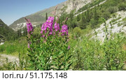 Fireweed plants with pink blossoms move in the wind, set against a mountainous backdrop with evergreen trees, rocky terrain, and lush vegetation, highlighting natural beauty and ecological diversity. Стоковое видео, видеограф Андрей Ка / Фотобанк Лори