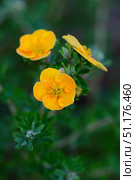 Close up of blooming dasiphora fruticosa. Стоковое фото, фотограф Elena Grishina / Фотобанк Лори