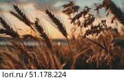 Golden grains sway gently as the sun sets over a tranquil field in the countryside. Стоковое AI-видео, аниматор Ekaterina Ismagilova / Фотобанк Лори