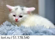 A small white kitten with gray markings on its head. The animal is lying on a soft fluffy blue blanket near the wall. The kitten has slightly inflamed eyes, which gives it a touching and defenseless look. Its fur is fluffy and soft, its ears are pink and large compared to its head, which is typical for its age. The photo conveys an atmosphere of coziness, care and tenderness, emphasizing the fragility and vulnerability of the little pet. Стоковое фото, фотограф Анна Кривицкая / Фотобанк Лори