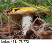 Russula grows in woods. Yellow hat. Edible mushroom. Стоковое фото, фотограф Олег Тараканов / Фотобанк Лори