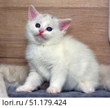 A cute little white kitten with blue eyes. The kitten is sitting on a soft surface, its fur is fluffy and well-groomed, a wooden wall is visible in the background. The light pink shade of the nose and ears emphasizes the tenderness of the image. The kitten's gaze is directed upward, creating a touching and trusting impression. The picture is perfect for illustrating the theme of domestic animals, care, comfort and pets. Стоковое фото, фотограф Анна Кривицкая / Фотобанк Лори