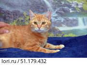 A ginger domestic cat lying on a dark blue blanket. The animal looks attentively into the lens, its expressive amber eyes stand out against the background of its bright fur. The background is made in the form of an image of nature with a waterfall and rocks, which creates a feeling of harmony and tranquility. The cat's fur is thick, with a soft ginger color and light stripes. In the photo, a person's hand is visible, lightly touching the pet's back, which adds an element of care and trust to the image. The picture clearly conveys the character of the cat and is perfect for illustrations about pets, caring for them and love for pets. Стоковое фото, фотограф Анна Кривицкая / Фотобанк Лори