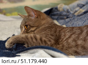 A gray-brown tabby cat, lying comfortably on a soft blanket. The animal is in a relaxed pose, its bright amber eyes look to the side, creating a sense of thoughtfulness and calm. In the foreground, a paw stands out, slightly extended forward, which adds naturalness and coziness to the frame. The background is softly blurred, which focuses attention on the cat and its expressive look. The atmosphere of the picture conveys home comfort and warmth, characteristic of scenes with pets. Стоковое фото, фотограф Анна Кривицкая / Фотобанк Лори