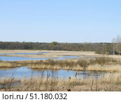 Natural landscape of marshy area with water areas and dry grass. In the foreground you can see dried reed stems and dry plants, partially submerged in water. The reservoir is divided into several small channels and bays, which are interspersed with thickets of reeds and bushes. On the horizon there is a dense forest consisting of deciduous and coniferous trees. The sky is clear, blue, without clouds, which emphasizes the spring atmosphere of the awakening of nature. The photo conveys the calm, naturalness and beauty of wild nature. Стоковое фото, фотограф Анна Кривицкая / Фотобанк Лори