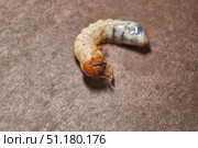 Close-up of the larva of the May beetle (lat. Melolontha). A white, thick larva of a May beetle was found in the ground during work on a garden plot. Detailed image of an insect in the larval stage. Стоковое фото, фотограф Андрей Жигальцов / Фотобанк Лори