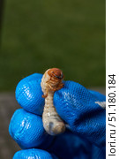 Close-up of the larva of the May beetle (lat. Melolontha). A white, thick larva of a May beetle was found in the ground during work on a garden plot. Detailed image of an insect in the larval stage. Стоковое фото, фотограф Андрей Жигальцов / Фотобанк Лори
