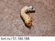 Close-up of the larva of the May beetle (lat. Melolontha). A white, thick larva of a May beetle was found in the ground during work on a garden plot. Detailed image of an insect in the larval stage. Стоковое фото, фотограф Андрей Жигальцов / Фотобанк Лори