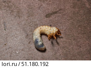 Close-up of the larva of the May beetle (lat. Melolontha). A white, thick larva of a May beetle was found in the ground during work on a garden plot. Detailed image of an insect in the larval stage. Стоковое фото, фотограф Андрей Жигальцов / Фотобанк Лори