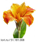 Single Canny Lily Flower With Green Leaf on White Background. Generative AI. Стоковое AI-изображение, AI-художник Roman Zavorotny / Фотобанк Лори