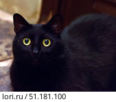 Close-up of a black cat with bright yellow eyes. The animal looks directly at the camera, creating an impression of attentiveness and surprise. The smooth black fur shines in the soft light, emphasizing the contrast with the large, glowing eyes. The background is slightly blurred, which emphasizes the cat. The atmosphere of the photo is both mysterious and cozy, characteristic of the image of black cats, often associated with mysticism and homely warmth. Стоковое фото, фотограф Анна Кривицкая / Фотобанк Лори