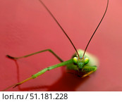 Portrait of a praying mantis on a red background. Стоковое фото, фотограф Кирилл Зотов / Фотобанк Лори