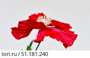 Vibrant red field poppy with delicate crepe petals against a clean white background showcasing natural lighting in a minimal floral style. Стоковое AI-изображение, AI-художник 123 12 / Фотобанк Лори