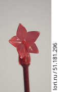 Beautiful star-shaped red flower captured in macro detail against a clean white background showcasing natural elegance and minimalism. Стоковое AI-изображение, AI-художник 123 12 / Фотобанк Лори