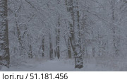 A Serene and Picturesque Winter Landscape featuring Beautiful SnowCovered Trees. Стоковое видео, видеограф Olesia Kondrateva / Фотобанк Лори