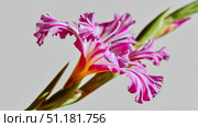 Macro shot of vibrant gladiolus spike with trumpet-shaped flowers in red and purple shades against a clean white background. Стоковое AI-изображение, AI-художник 123 12 / Фотобанк Лори