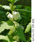 The plant Lamium album, also known as dead nettle. A close-up shows clusters of white flowers, gathered in whorls around a stem. The leaves of the plant resemble nettle leaves, but without the stinging hairs, which makes the dead nettle easily recognizable. The flowers have a two-lipped shape, which is typical for representatives of the Lamiaceae family. The background of the photo is natural - green foliage and soft sunlight, creating a play of light and shadow. The atmosphere of the frame emphasizes the naturalness, beauty of wild nature and plant details. Стоковое фото, фотограф Анна Кривицкая / Фотобанк Лори