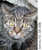 Close-up of a tabby gray cat with bright yellow-green eyes. The animal sits in a shelter among rocks and earth, creating the impression of a wild and alert state. The cat's gaze is piercing, with an expression of anxiety or mistrust, which emphasizes its vulnerability and at the same time strength. Long white whiskers and a characteristic fur pattern with dark stripes are visible. The detailed texture of the fur and rocky background adds realism and emotion to the photo. The photo conveys the atmosphere of the life of street or homeless animals. Стоковое фото, фотограф Анна Кривицкая / Фотобанк Лори