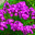 Флоксы  (лат. Phlox) на клумбе. Стоковое фото, фотограф Зобков Юрий / Фотобанк Лори