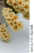 Close-up of edgeworthia flower cluster showcasing soft yellow blossoms against a clean white background with minimalist composition. Стоковое AI-изображение, AI-художник 123 12 / Фотобанк Лори