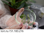 Researcher Studying Aloe Vera Leaves for Potential Health Applications in a Lab Setting. Стоковое фото, фотограф Ольга Коваленко / Фотобанк Лори