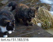 Two tortoiseshell stray cats on a wooden platform near water and dry grass. One cat with a dark tricolor coat (black, red and white) is leaning down, and the second, darker, with red and brown spots, is walking next to him, shielding his eyes from the bright winter sun. The frame contains the remains of snow and dry grass, creating an atmosphere of early spring or late winter. The scene conveys the natural life of stray animals in their usual habitat. Стоковое фото, фотограф Анна Кривицкая / Фотобанк Лори