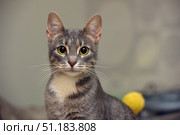 A young gray cat with expressive large amber eyes. His ears are raised alertly, his gaze is directed straight at the camera, which creates a feeling of live contact with the observer. The fur is short, with a soft gray striped color and a white spot on the chest. In the background, a blurred background with interior elements and a yellow object is noticeable, which helps to highlight the cat as the main object of the frame. The photo is taken with an emphasis on the details of the muzzle: the whiskers, eyes and texture of the fur are clearly drawn. The atmosphere of the photo conveys the curiosity and attentiveness of the animal. Стоковое фото, фотограф Анна Кривицкая / Фотобанк Лори