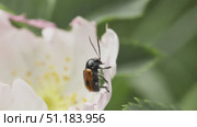 Листоед скрытоглав двухточечный (Cryptocephalus bipunctatus) в цветке шиповника. Стоковое видео, видеограф Mixail59 / Фотобанк Лори