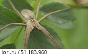 Паук пизаура удивительная (Pisaura mirabilis) затаился в листве шиповника. Стоковое видео, видеограф Mixail59 / Фотобанк Лори