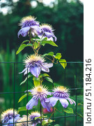 Beautiful purple clematis flowers with vibrant yellow centers climbing a wire fence, creating a stunning and natural display in a lush garden setting, showcasing nature's elegance. Стоковое фото, фотограф Ольга Ильина / Фотобанк Лори