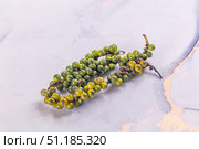 Ripe green pepper corn branch. Стоковое фото, фотограф Андрей Старостин / Фотобанк Лори