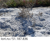 Солерос солончаковый (Salicornia perennans), отмершее однолетнее растение на покрытом белыми кристаллами соли дне озера Чокрак, солончак. Республика Крым, Ленинский район, окрестности села Курортное. Редакционное фото, фотограф Щеголева Ольга / Фотобанк Лори