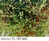 Солерос солончаковый (Salicornia perennans), вегетирующее растение. Озеро Чокрак, Республика Крым, Ленинский район, окрестности села Курортное. Редакционное фото, фотограф Щеголева Ольга / Фотобанк Лори