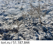 Солерос солончаковый (Salicornia perennans), отмершие однолетние растения, солончак, дно озера Чокрак. Республика Крым, Ленинский район, окрестности села Курортное. Редакционное фото, фотограф Щеголева Ольга / Фотобанк Лори