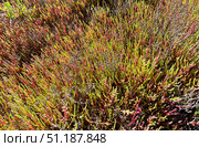 Солерос солончаковый (Salicornia perennans), вегетирующее растение. Озеро Чокрак, Республика Крым, Ленинский район, окрестности села Курортное. Редакционное фото, фотограф Щеголева Ольга / Фотобанк Лори