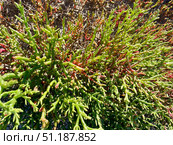 Солерос солончаковый (Salicornia perennans). Озеро Чокрак, Республика Крым, Ленинский район, окрестности села Курортное. Редакционное фото, фотограф Щеголева Ольга / Фотобанк Лори