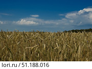 Поле пшеницы. Злаковые сельскохозяйственные растения. Зерновые культуры. Зерно. Стоковое фото, фотограф Зинаида Никитенко / Фотобанк Лори