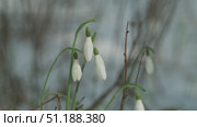 Snowdrops in spring forest. Стоковое видео, видеограф Михаил Коханчиков / Фотобанк Лори