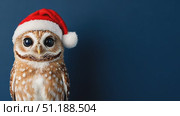 A cute owl wearing a red and white Santa hat stands against a dark blue background. The owl’s wide eyes and detailed feathers give it a lifelike and whimsical appearance, adding a festive and playful mood. The minimalist composition emphasizes the holiday spirit with a touch of nature. Стоковое AI-видео, аниматор Ксения Чунаева / Фотобанк Лори