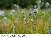 wild plant thistle with thorns in natural conditions, inflorescence with leaves. Стоковое фото, фотограф ~✿Eлена Челышева(Кочина)✿~ / Фотобанк Лори