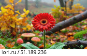 Close-up of a single red gerbera leaning slightly. Стоковое AI-видео, аниматор Виктория Кольцова / Фотобанк Лори