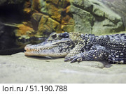 A crocodile in an aviary behind glass. Rare animals. Fauna of our planet. Стоковое фото, фотограф Наталия Кирсанова / Фотобанк Лори