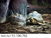 A turtle in an aviary behind glass. Rare animals. Fauna of our planet. Стоковое фото, фотограф Наталия Кирсанова / Фотобанк Лори
