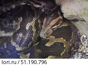 Python snake in an aviary behind glass. Rare animals. Fauna of our planet. Стоковое фото, фотограф Наталия Кирсанова / Фотобанк Лори