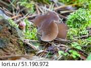 Гриб дрожалка листоватая (Tremella foliacea) Стоковое фото, фотограф Ирина Яровая / Фотобанк Лори