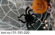 Pumpkin and black spider on a white web with flashing lights, Halloween holiday concept. Стоковое видео, видеограф Катерина Белякина / Фотобанк Лори