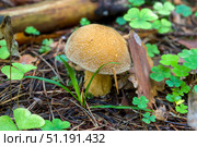 Моховик желто-бурый или масленок желто-бурый (Suillus variegatus) Стоковое фото, фотограф Ирина Яровая / Фотобанк Лори