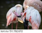 Pink flamingo grooming vivid feathers while standing amid flock wading through tranquil shallow waters. Стоковое фото, фотограф Данил Руденко / Фотобанк Лори