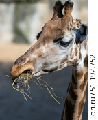 Giraffe munching hay, long neck extending, soft features visible under bright sunlight in zoo habitat. Стоковое фото, фотограф Данил Руденко / Фотобанк Лори